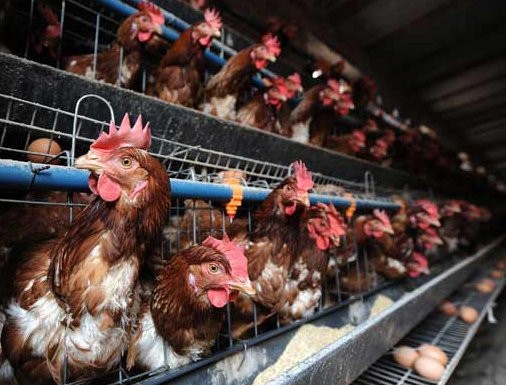 Астраханская птицефабрика пережила птичий грипп и вновь готовится к поставке яиц