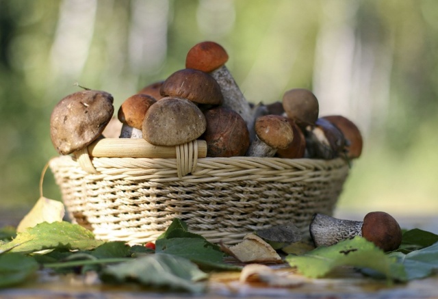 Где в Астрахани можно купить грибы из заповедных архангельских лесов? 