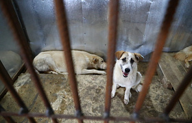В Астраханской области открылся приют для бездомных собак на 500 мест