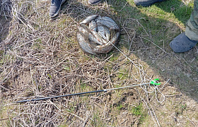 В Астраханской области выявлены 196 нарушений запрета на вылов воблы