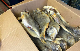 В Астрахани задержали членов ОПГ за незаконные добычу и оборот рыбы