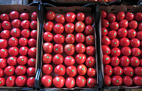 В астраханский порт Оля по МТК «Север-Юг» прибыли первые 800 тонн томатов