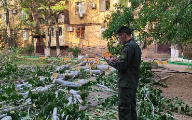 В Астрахани семилетняя девочка получила травмы в результате падения дерева