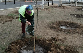 В Астрахани приступили к масштабной высадке деревьев
