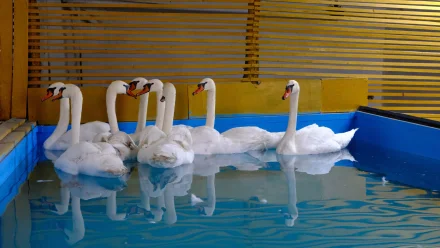 Птицы с Лебединого озера в Астрахани отправились на зимовку