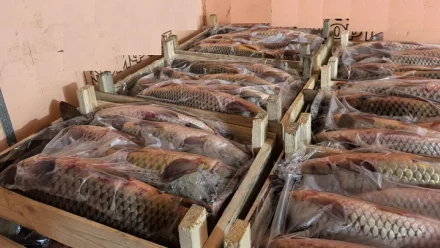 Рыбная продукция из Астрахани телепортировалась в Зензели за 1 минуту