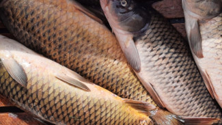 Под Астраханью рыбаки рыболовецкой артели украли часть улова на 91 кг