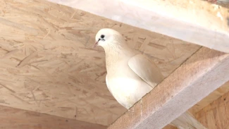 В Астраханской области есть уютный дом для птиц