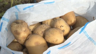 Астраханский фермер выращивает сорт картофеля, который пользуется большим спросом