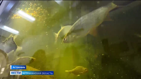 Как в Астраханском краеведческом музее ухаживают за новыми представителями частиковых пород