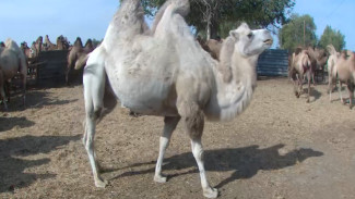 Астраханская область лидирует в России по поголовью верблюдов-бактрианов