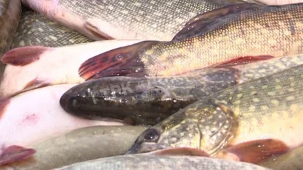 Астраханцам напомнили о скором запрете на любительский лов щуки