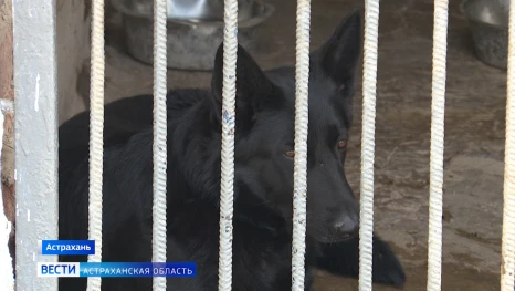 Астраханские кинологи дали показательное выступление для школьников и студентов
