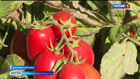 В Астраханской области идет сбор томатов