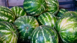 Астраханские арбузы и помидоры отправили бойцам СВО 