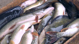 Как запрет на вылов щуки должен повлиять на её восстановление