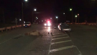 В Астраханской области из-за коровы произошло ДТП