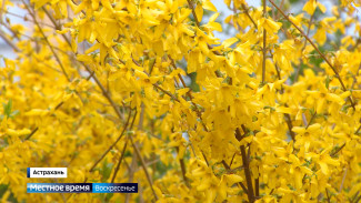 Сезон весенней аллергии в Астрахани