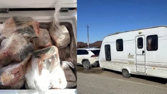 Ставрополец пытался вывезти из Астраханской области осетров без документов