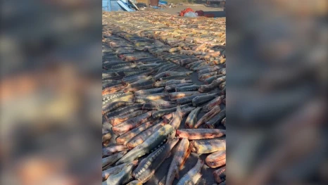 В Астрахани задержали крупнейшую за последние годы партию браконьерской рыбы