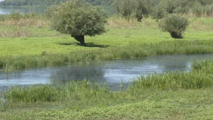 В Астраханской области обеспокоились состоянием ерика Кошеванки 