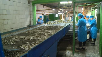 Астраханское рыбоконсервное предприятие маркирует упаковку «Честным знаком»