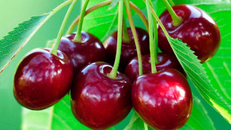 В Астраханской области стартовал сезон черешни