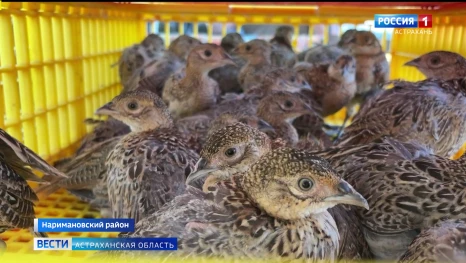В охотхозяйства Астраханской области выпустили птенцов северо-кавказского фазана 