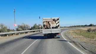 В Астраханской области на территории АГПЗ выловили 5 коров