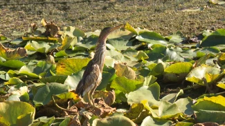 Астраханский волонтёр и неравнодушные жители спасли дикую птицу