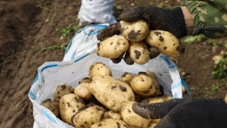 Астраханская область является лидером в России по сбору картофеля
