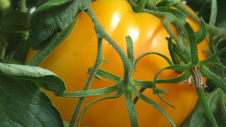 В Астраханской области выращивают жёлтые помидоры
