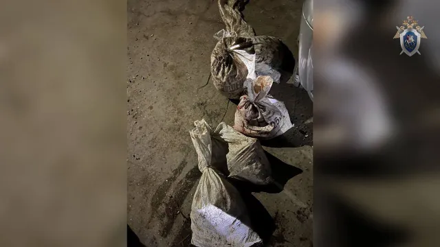 Астраханец незаконно приобрел краснокнижного русского осетра