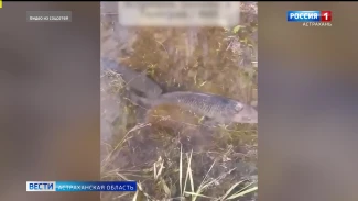 В Астраханской области занерестился сазан