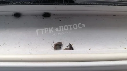 Что за жуки наводнили квартиры жителей Астрахани и подъезды многоэтажек
