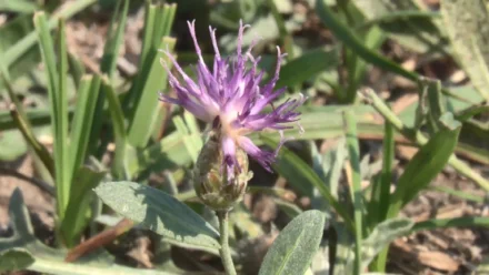 Россельхознадзор провёл в Красноярском районе рейд по выявлению опасного сорняка