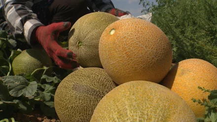 Астраханские фермеры приступили к сбору дыни