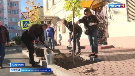 В Астрахани высадили 25 деревьев на улице Володарского