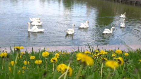На Лебединое озеро вернулись 8 грациозных обитателей