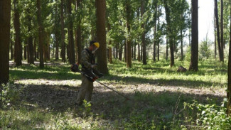 В Астрахани проходит скос наркосодержащих растений