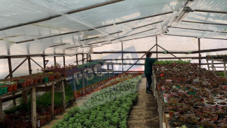 В Астрахани 500 тысяч цветов высадят этой весной