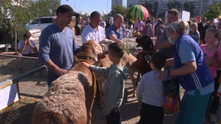 Чем запомнился первый агрофестиваль в Астрахани 