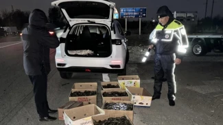 Почти 2 тысячи незаконно добытых раков выявили под Астраханью