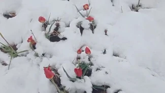 В астраханском заповеднике из-за снега отменили фестиваль «Степной тюльпан»