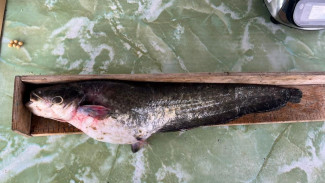 Астраханские учёные выяснили, какая рыба чаще ловится в восточной части дельты Волги