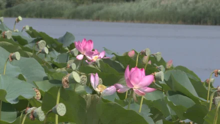 Лотос, выращенный астраханкой у дома, стал “магнитом” для отдыхающих 