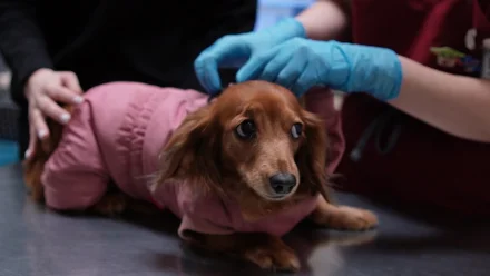 Астраханцам рассказали, как определить, что питомцу нужна врачебная помощь