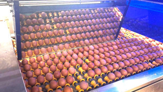 В астраханской птицефабрике появятся новые куры-несушки