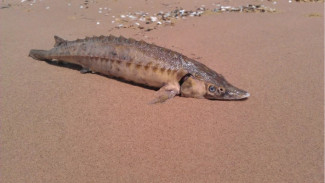 Под Астраханью в комплексе «БИОС» из-за халатности погибли 89 белуг