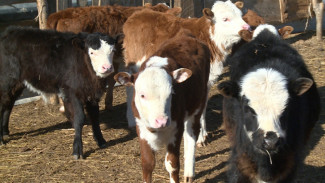 Под Астраханью появится штрафстоянка для безнадзорного скота